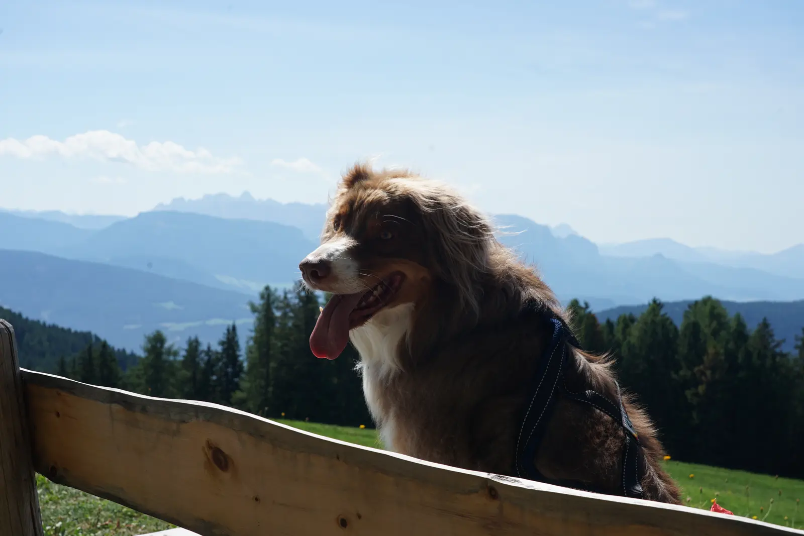 Unser Hund Billy sitzt auf einem Holzzaun vor einem Bergpanorama